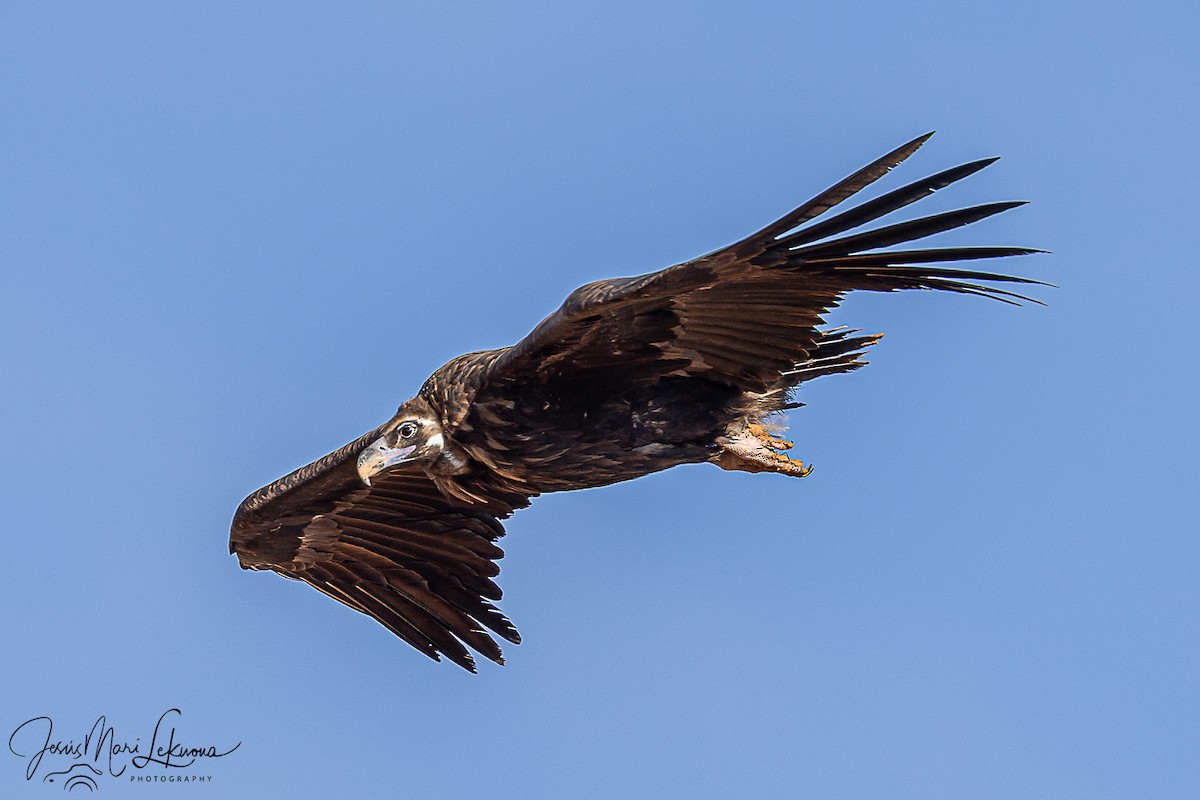 クロハゲワシ - ML646116607