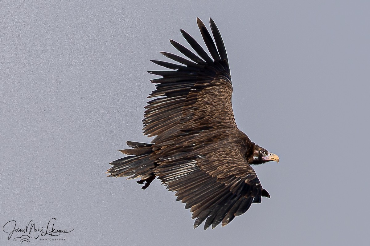 クロハゲワシ - ML646116608