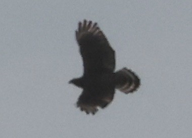 カタアカノスリ - ML646116609