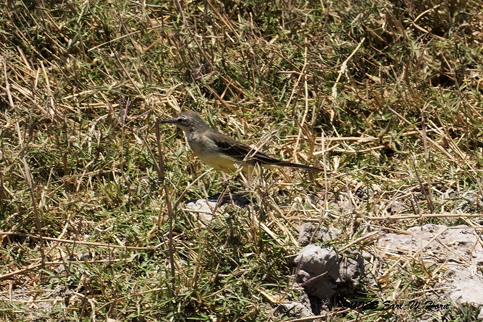 キセキレイ - ML646116610