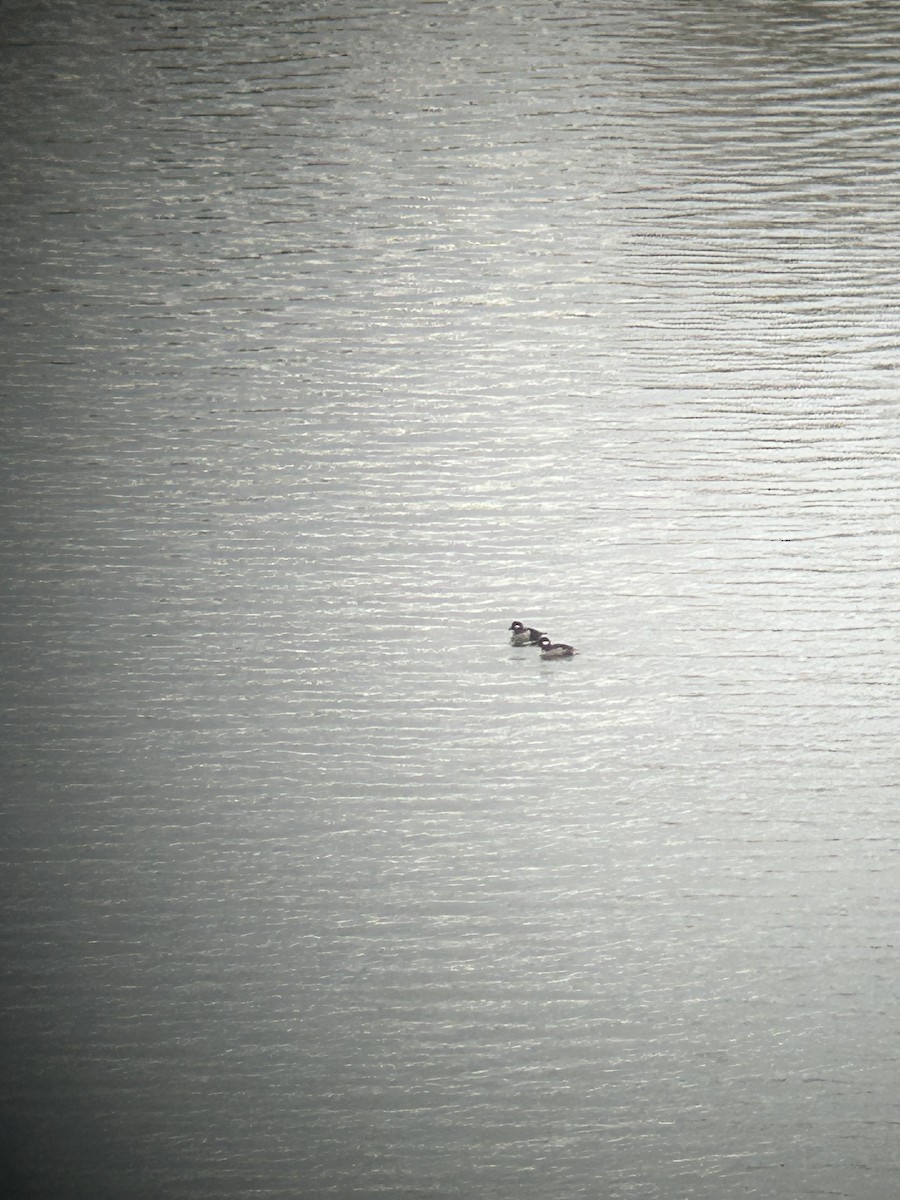 ヒメハジロ - ML646116611