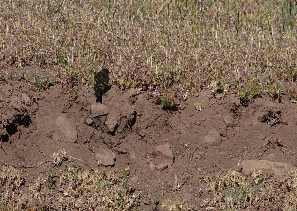 キゴシクロヒワ - ML646116612