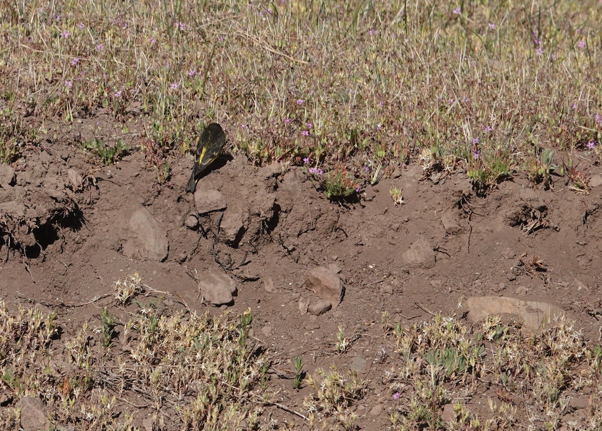 キゴシクロヒワ - ML646116613