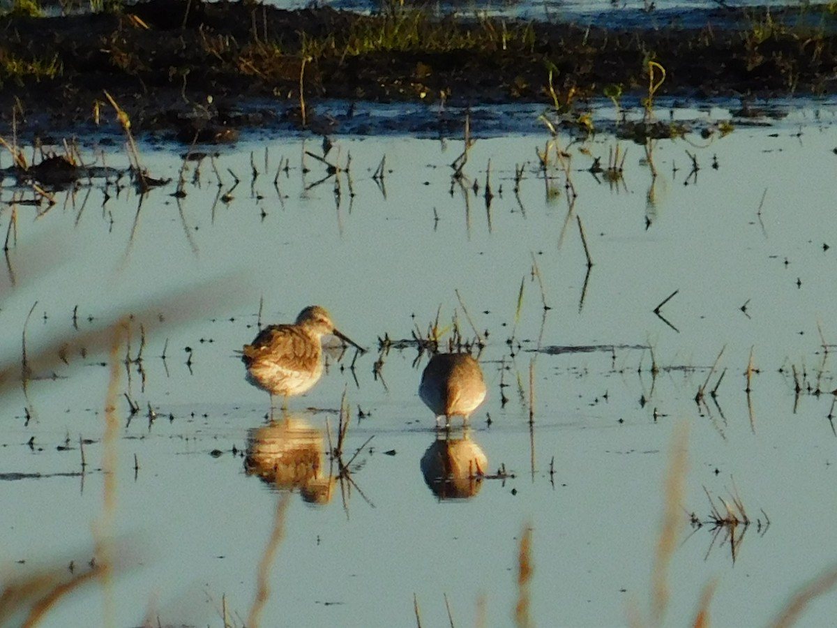 アシナガシギ - ML646116614