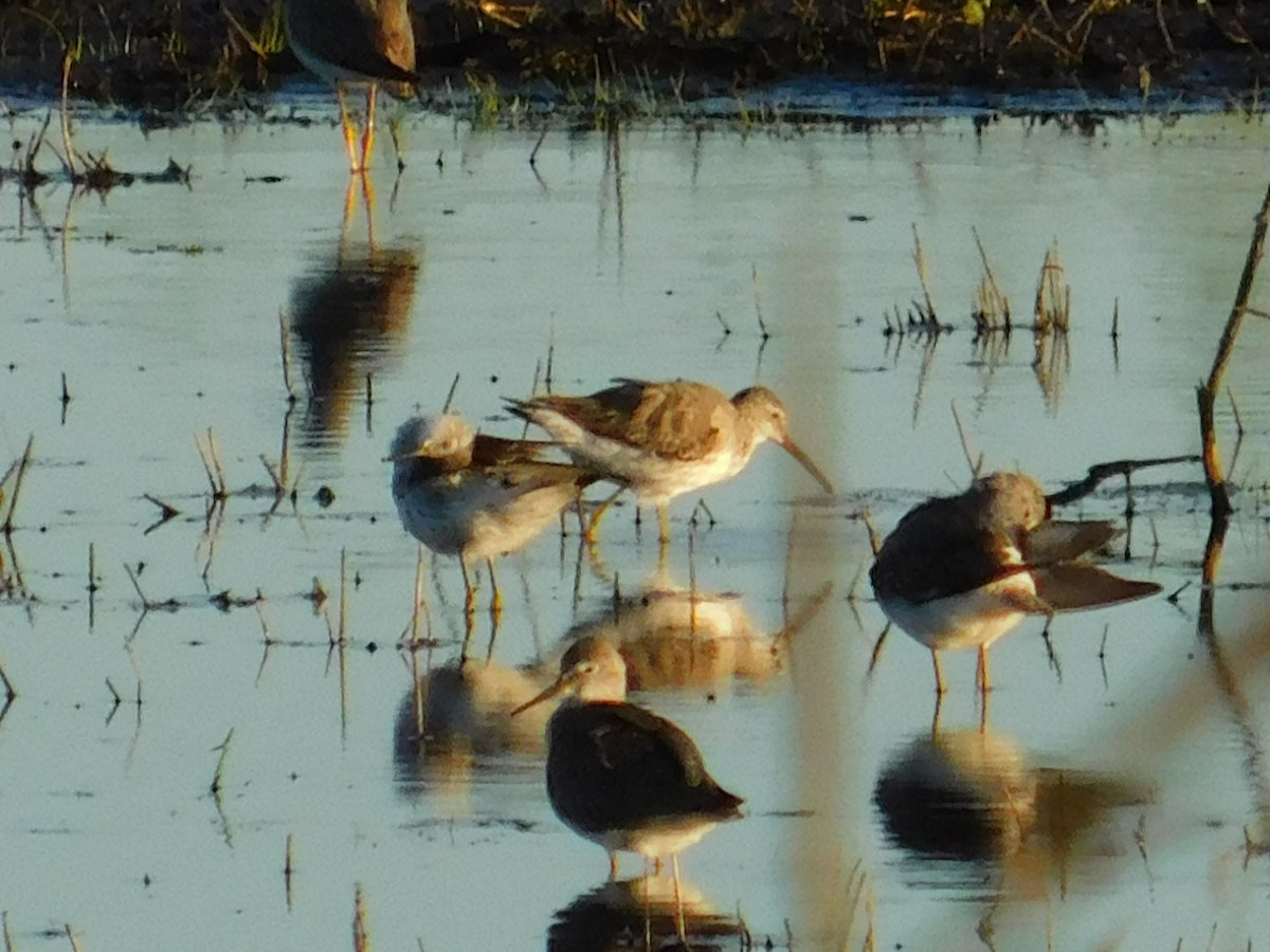 アシナガシギ - ML646116615