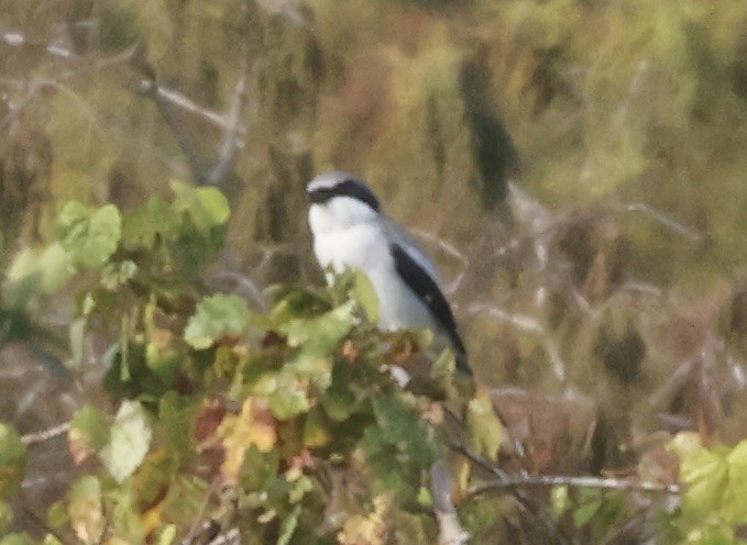 アメリカオオモズ - ML646116616