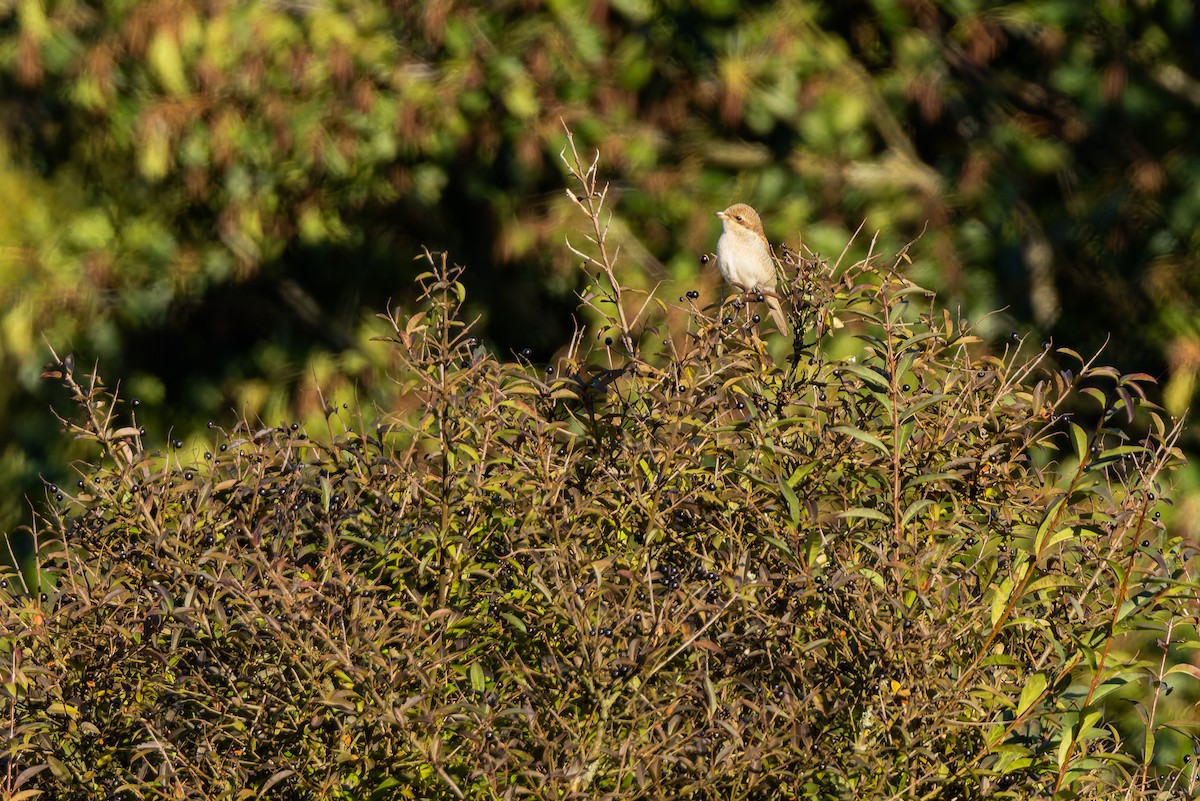 セアカモズ - ML646116617