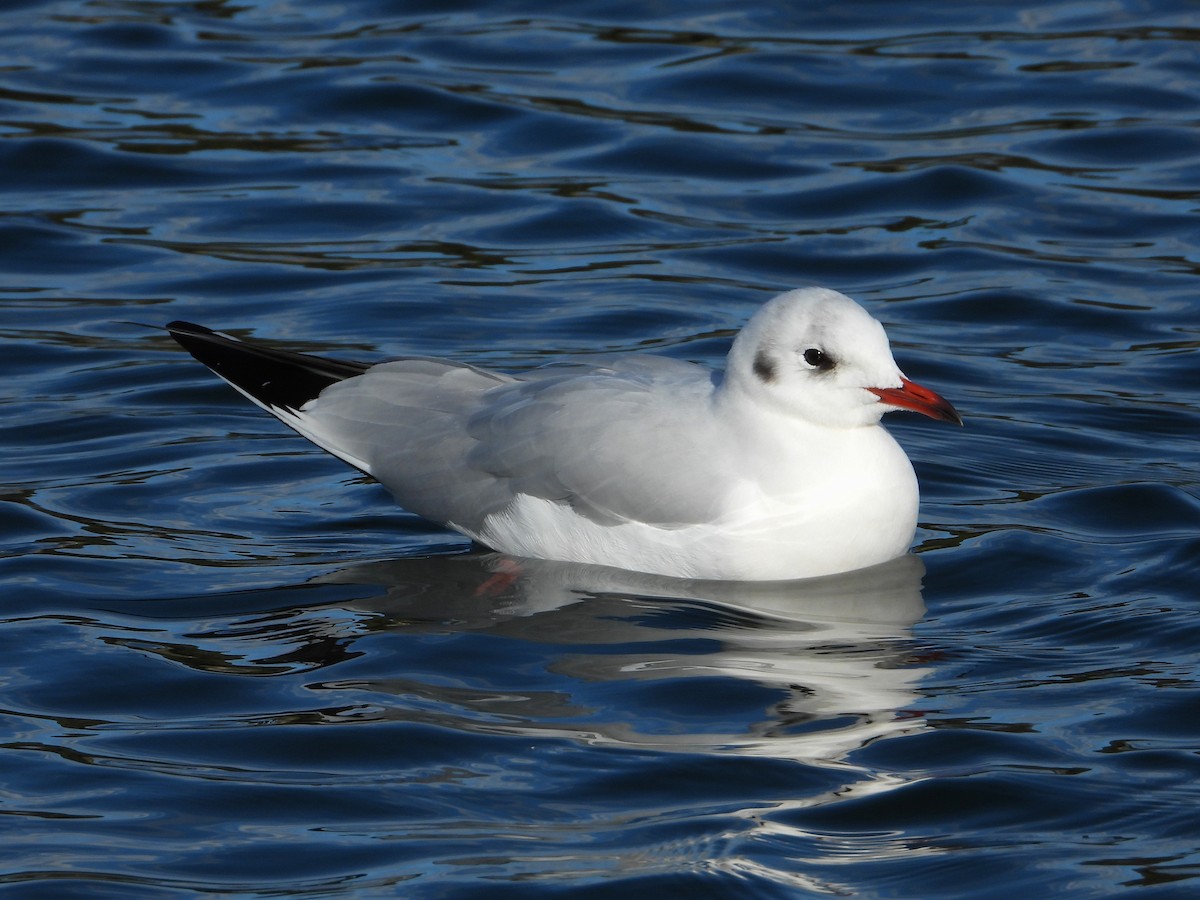 ユリカモメ - ML646116618