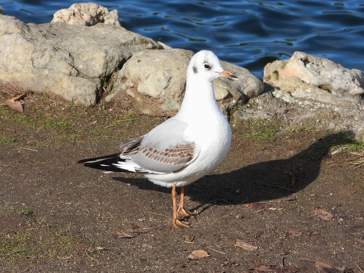 ユリカモメ - ML646116621