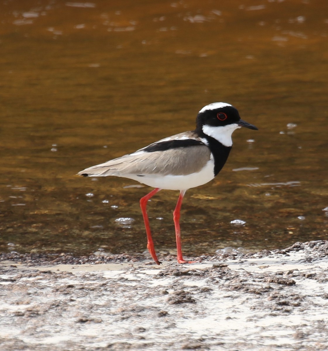 マダラゲリ - ML646116622