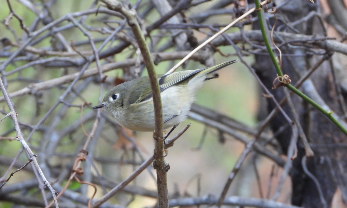 Золотомушка рубіновочуба - ML646116625