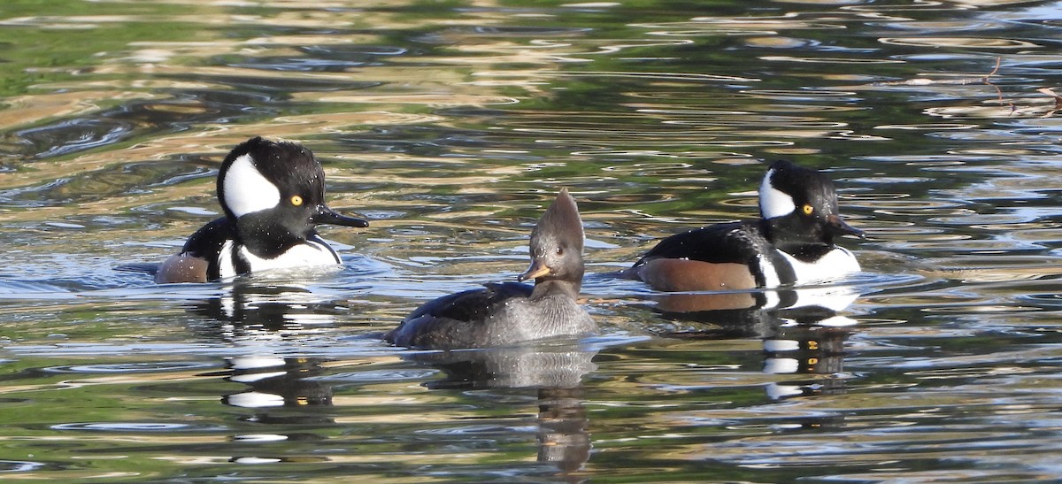 morčák chocholatý - ML646116627