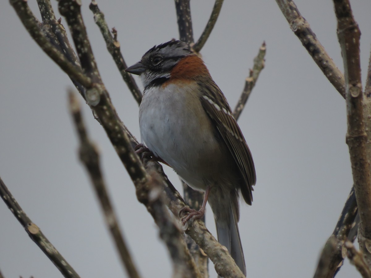 Rufous-collared Sparrow - ML646116628
