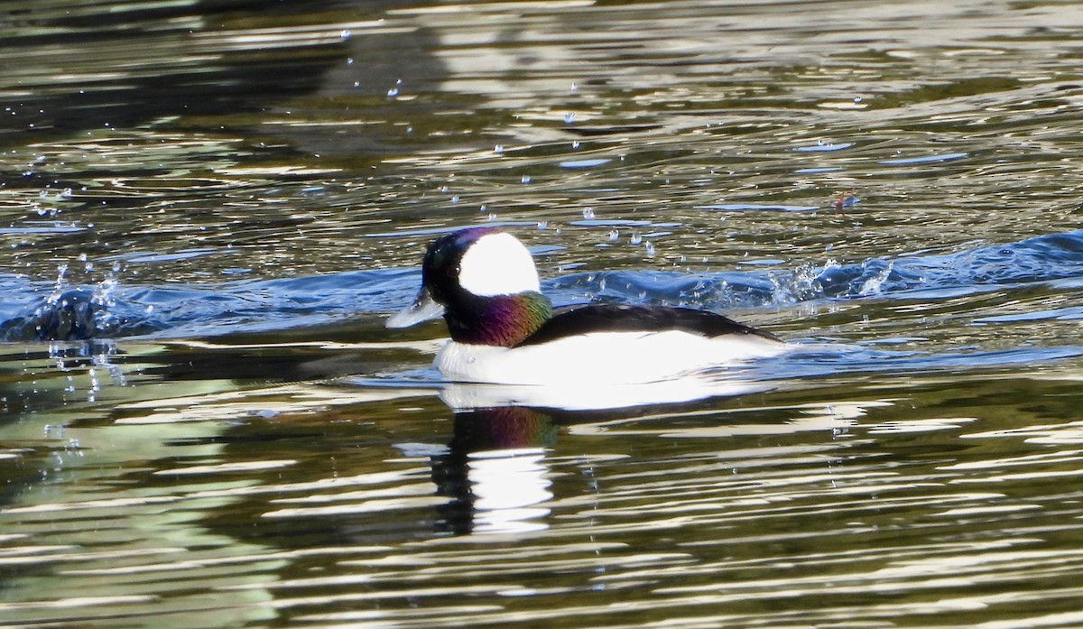 hohol bělavý - ML646116629