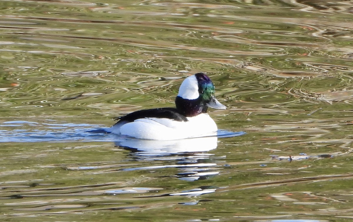 hohol bělavý - ML646116630