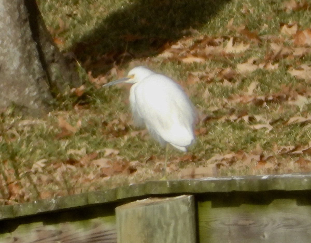 volavka bělostná - ML646116632