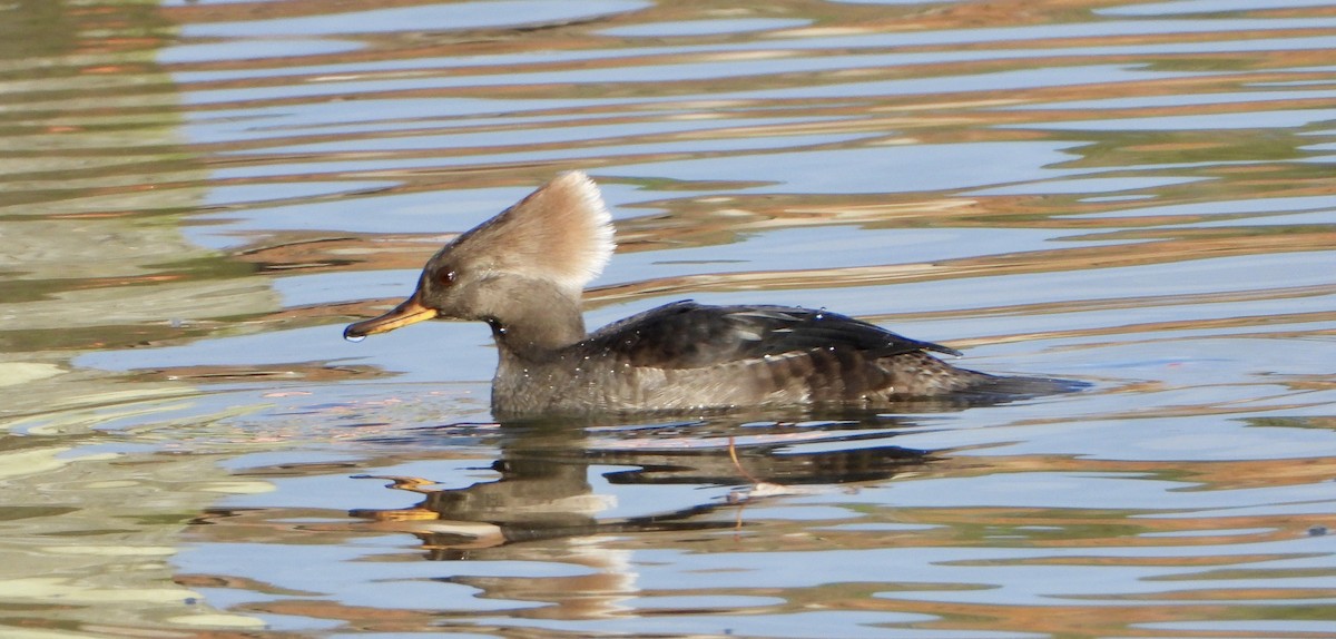 morčák chocholatý - ML646116633