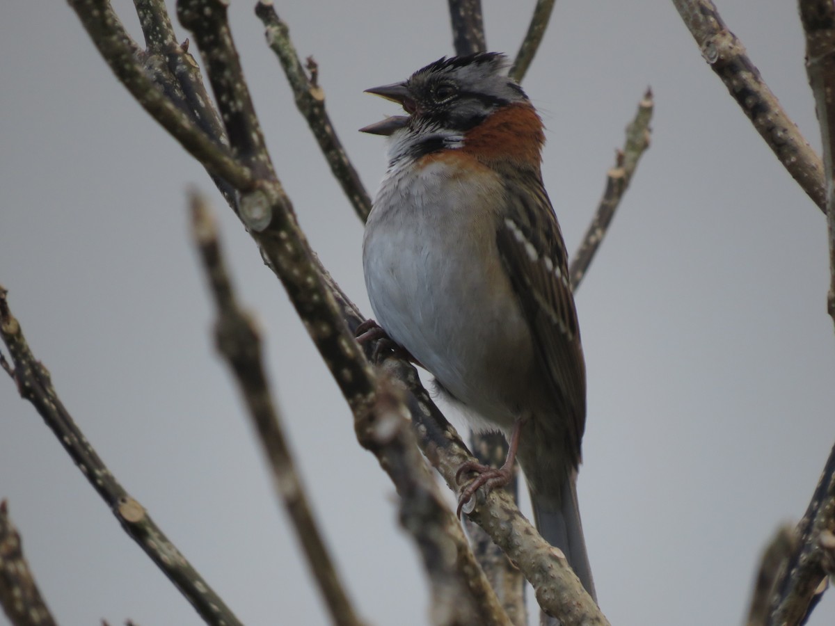 Rufous-collared Sparrow - ML646116634