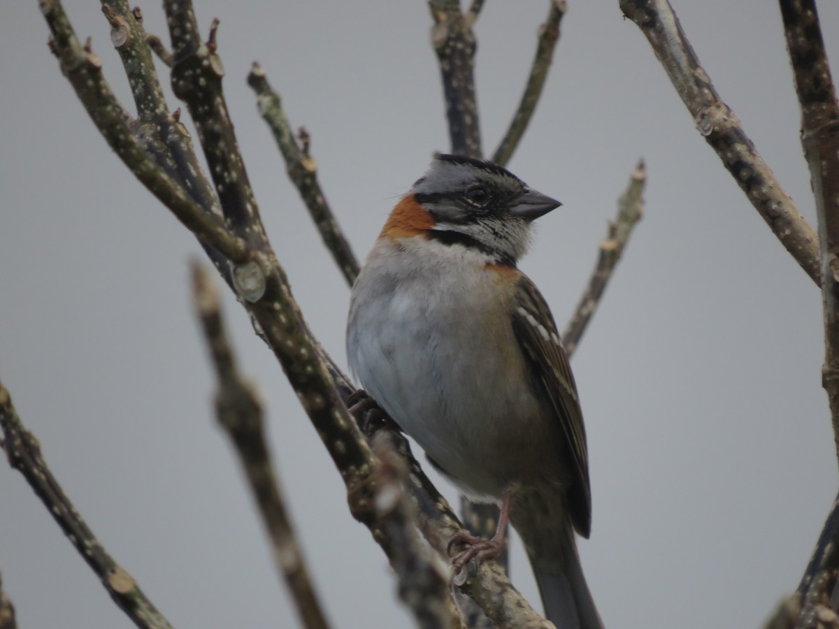 Rufous-collared Sparrow - ML646116635