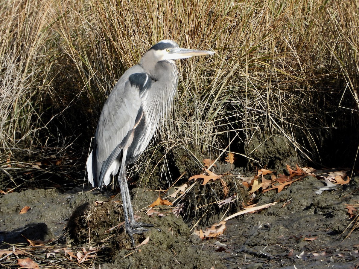 volavka velká - ML646116636