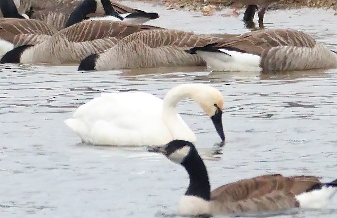 Лебідь чорнодзьобий - ML646116639