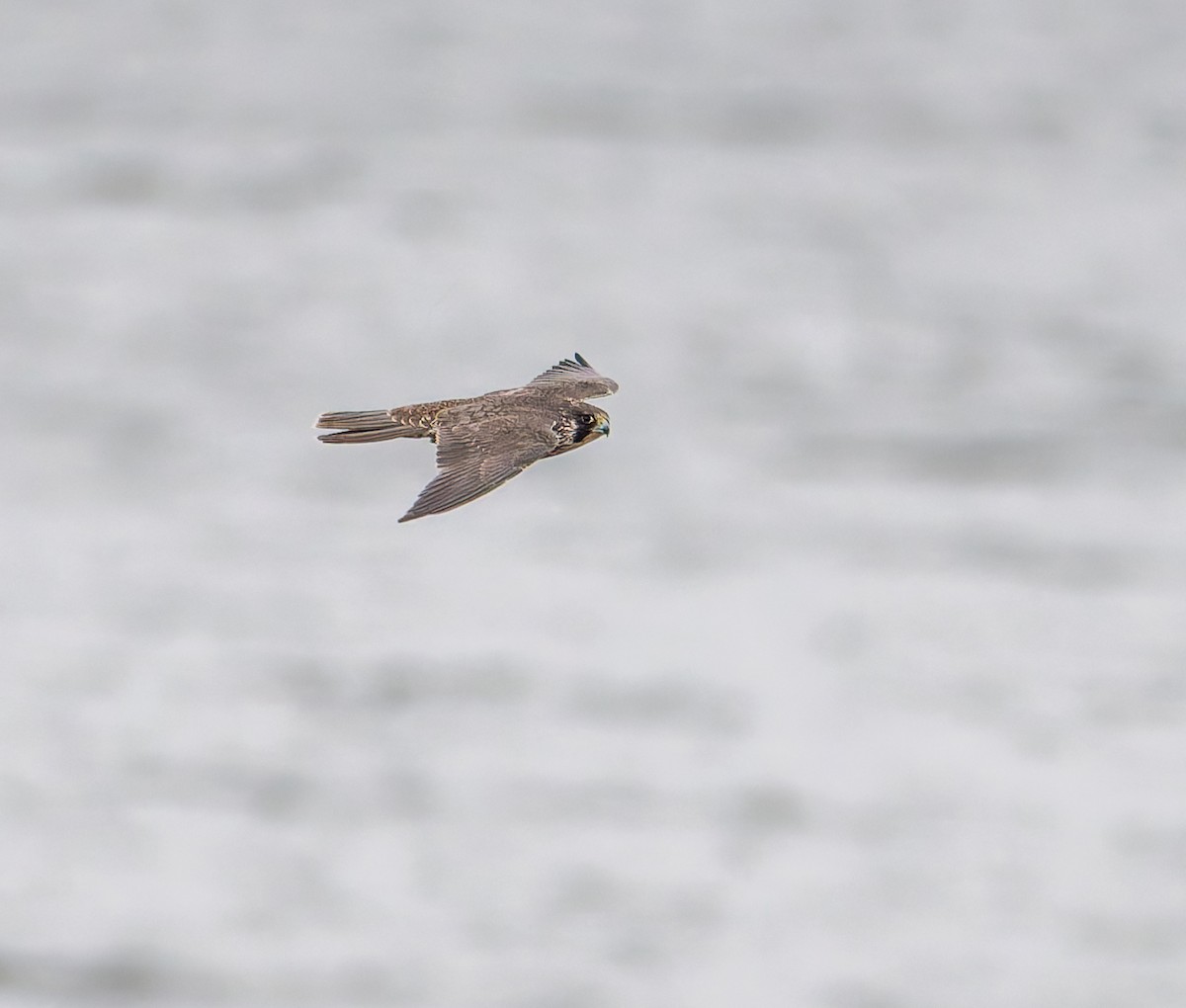 Сапсан - ML646116659