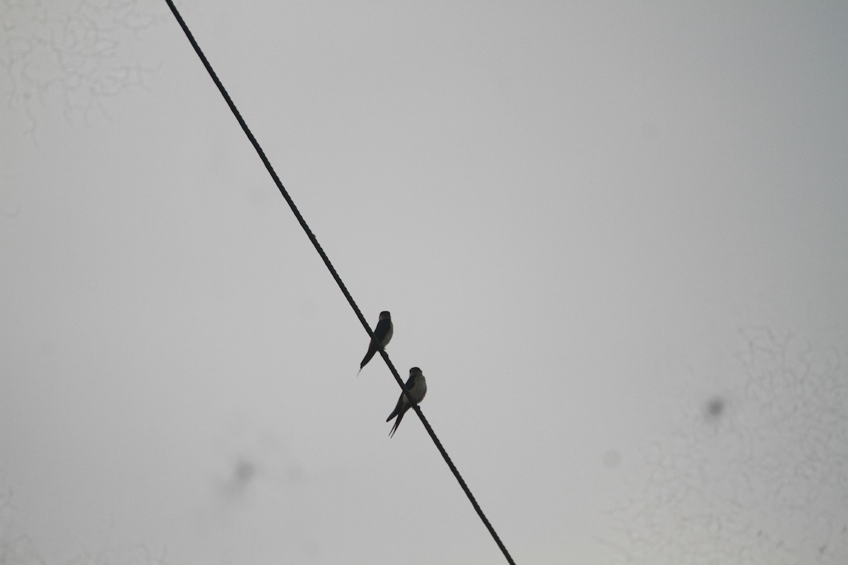 Eastern Red-rumped Swallow - ML646116663