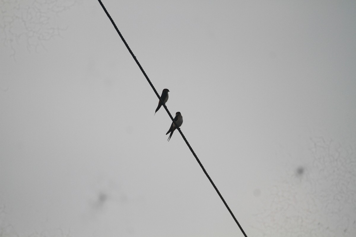 Eastern Red-rumped Swallow - ML646116664