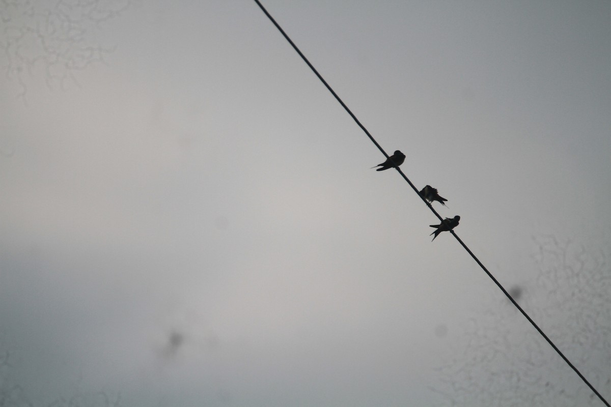 Eastern Red-rumped Swallow - ML646116665