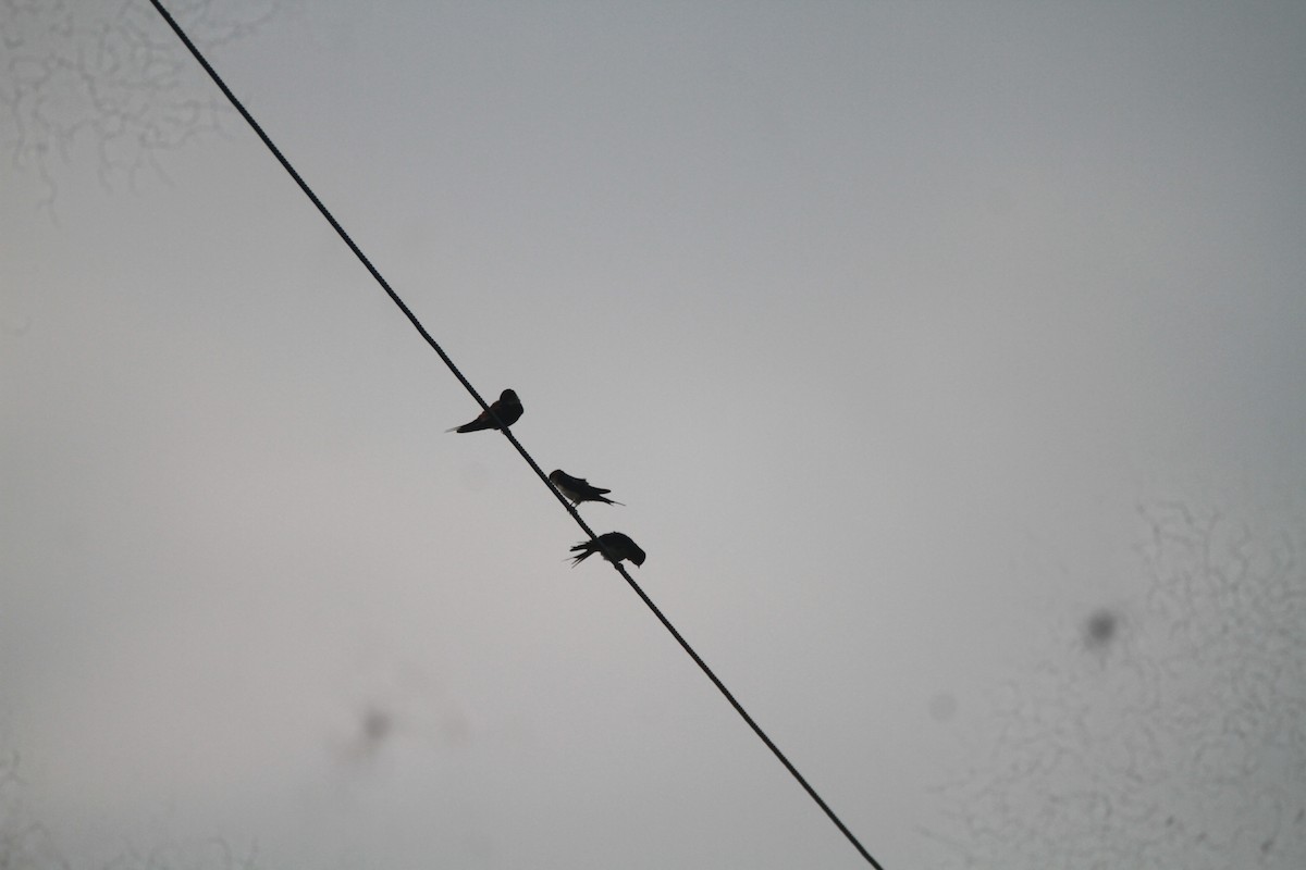 Eastern Red-rumped Swallow - ML646116666