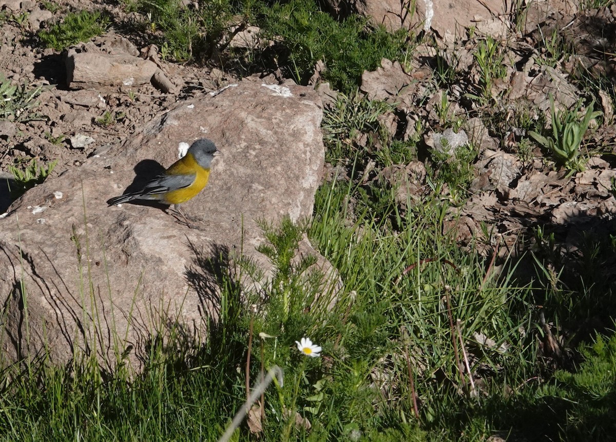 Gray-hooded Sierra Finch - ML646116668