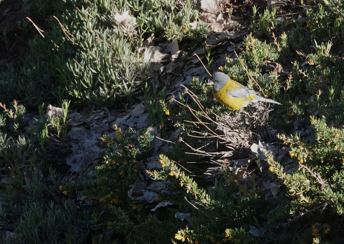 Gray-hooded Sierra Finch - ML646116669