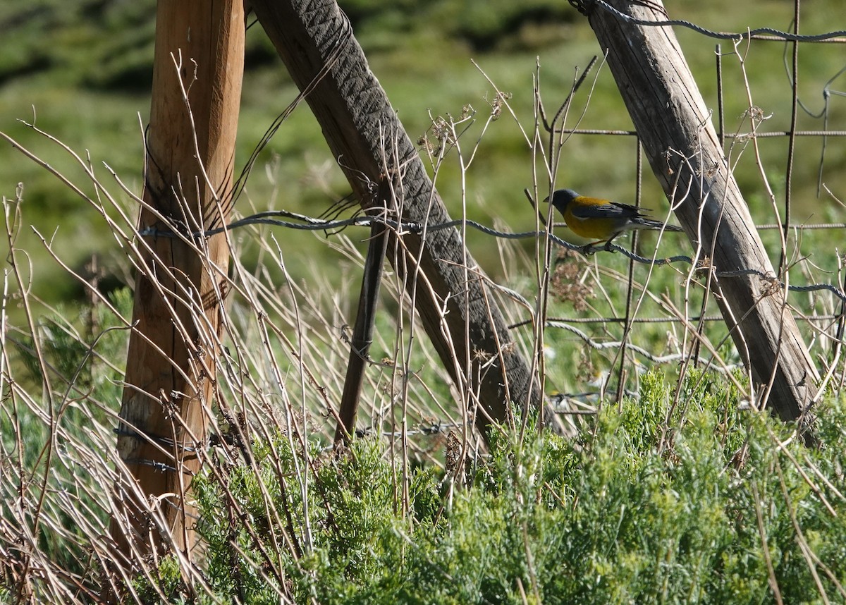 Gray-hooded Sierra Finch - ML646116670