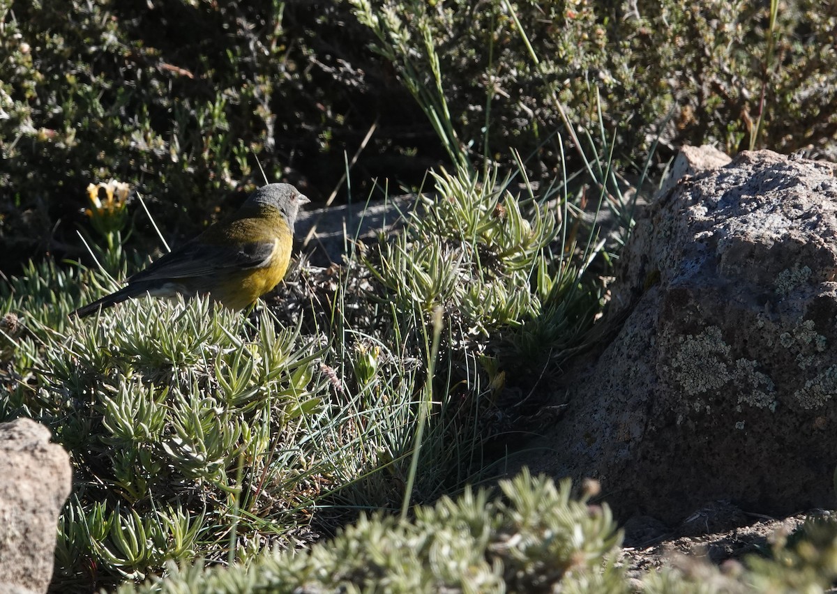 Gray-hooded Sierra Finch - ML646116671