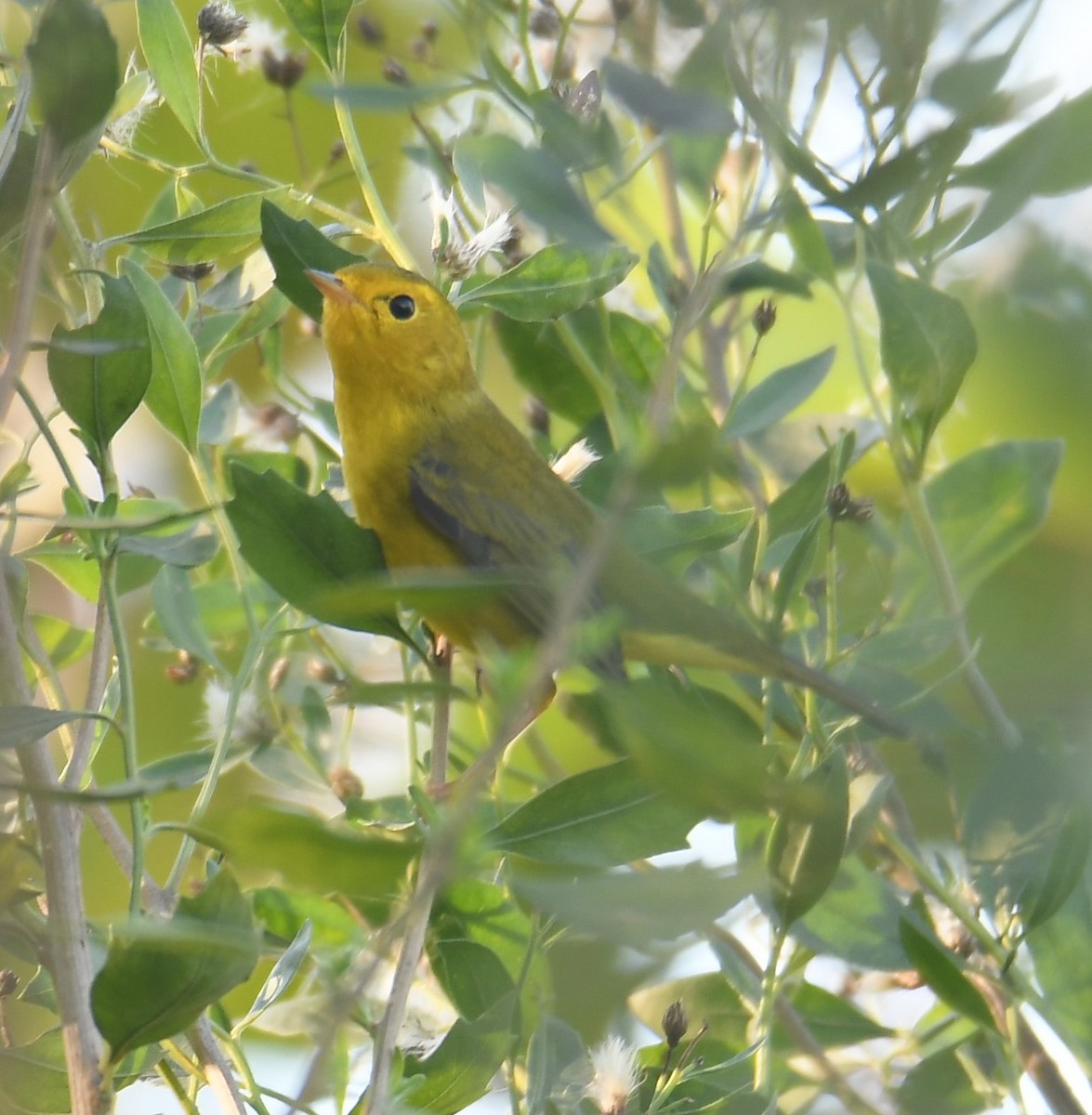 Wilson's Warbler - ML646116676