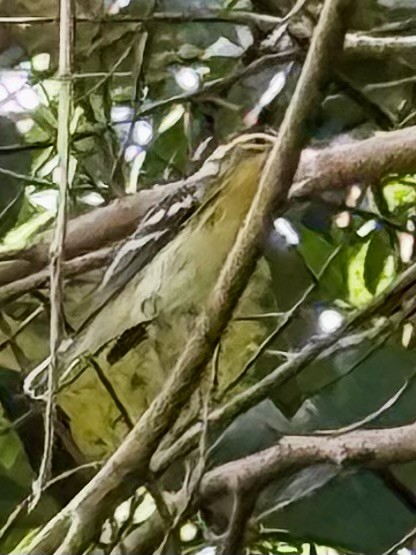 Reinita Gorjinaranja - ML646116677