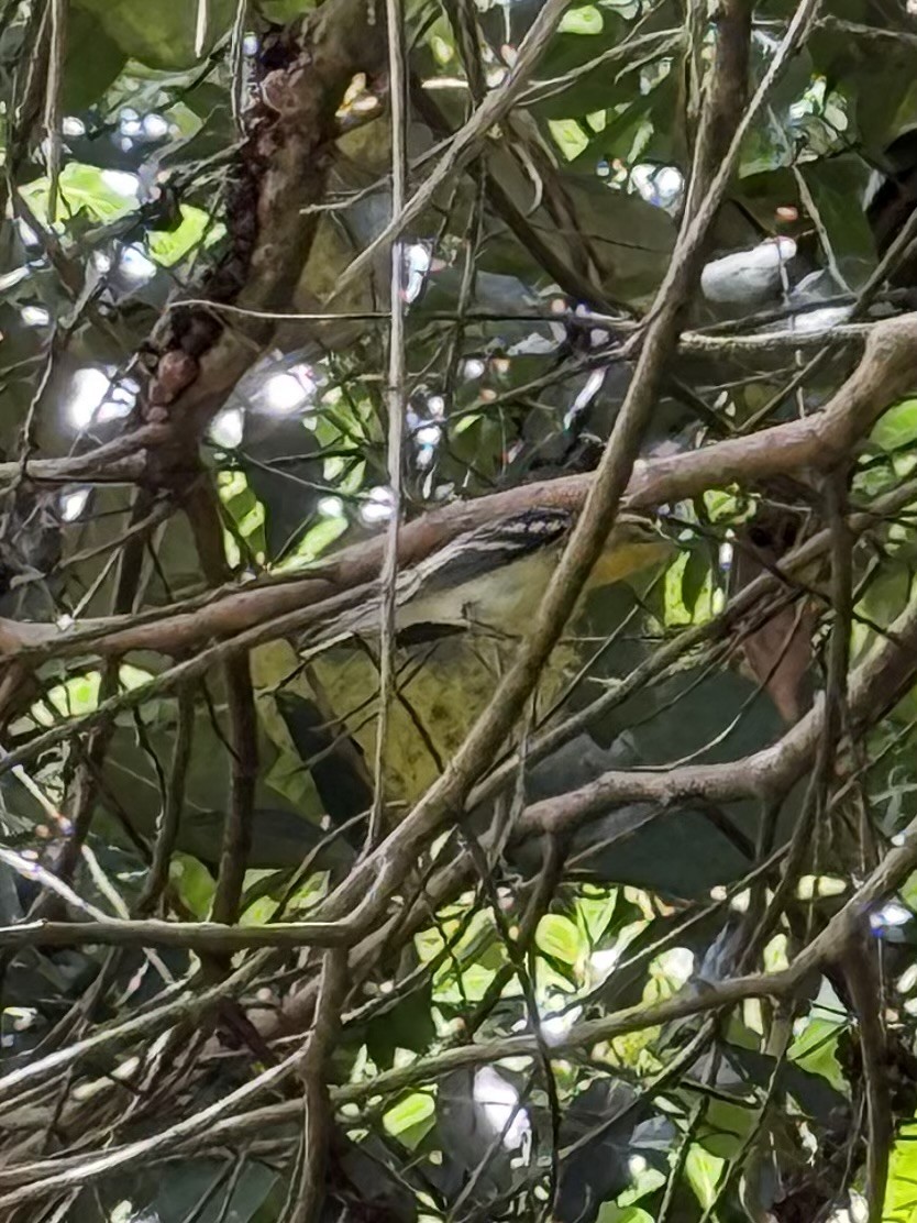 Reinita Gorjinaranja - ML646116678