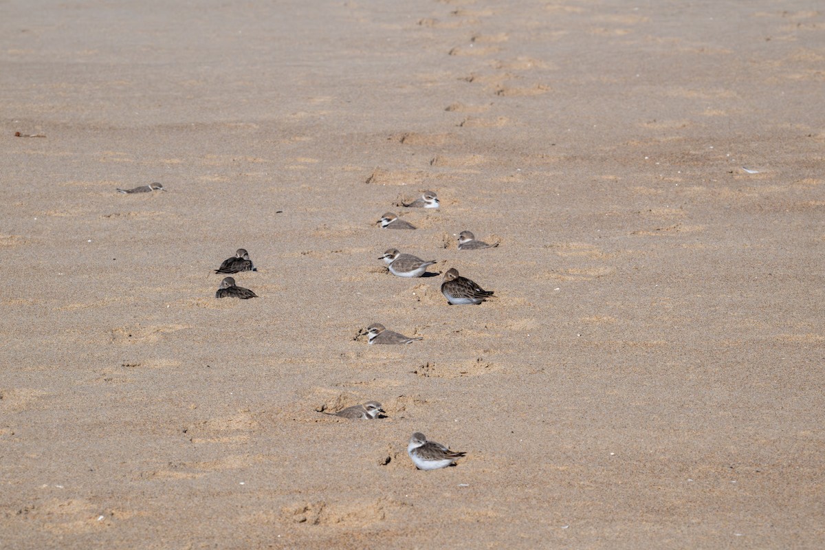 Snowy Plover - ML646116680
