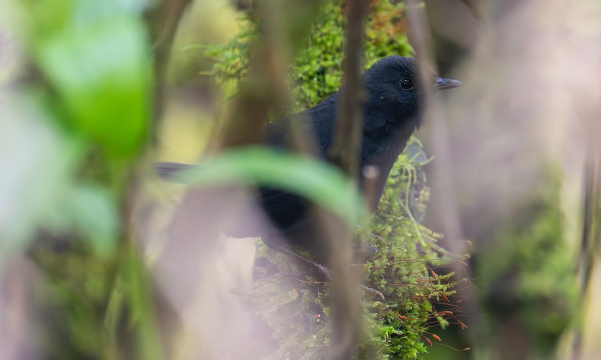 ウテクバンバオタテドリ - ML646116681