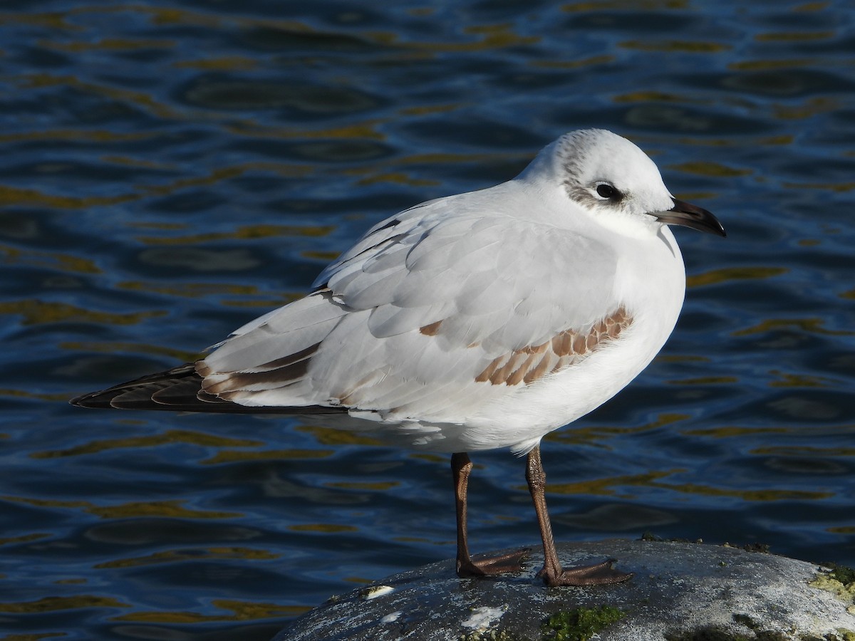 Mediterranean Gull - ML646116685