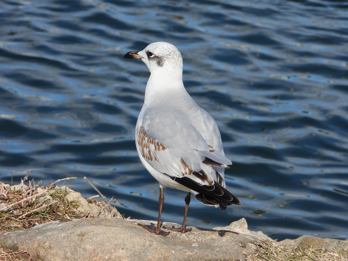 Mediterranean Gull - ML646116687