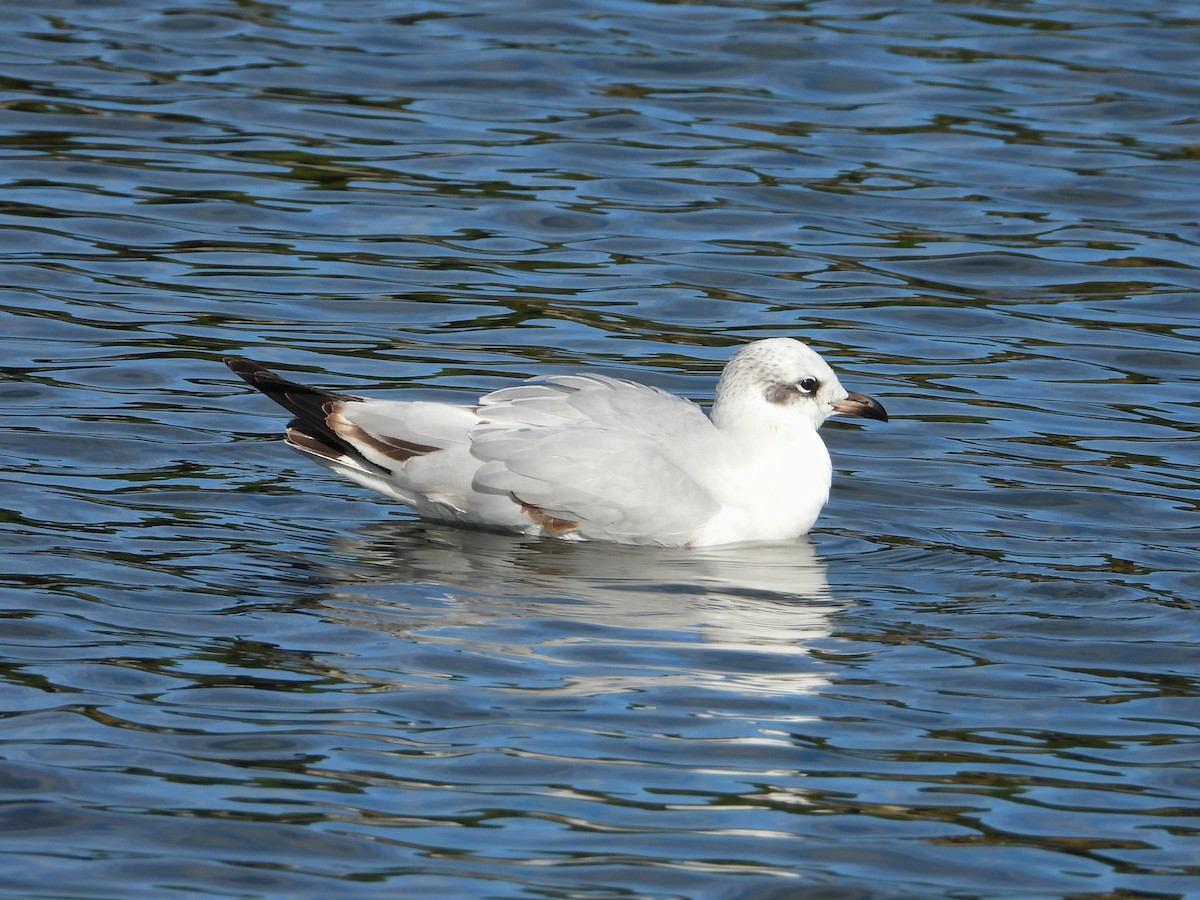 Mediterranean Gull - ML646116688