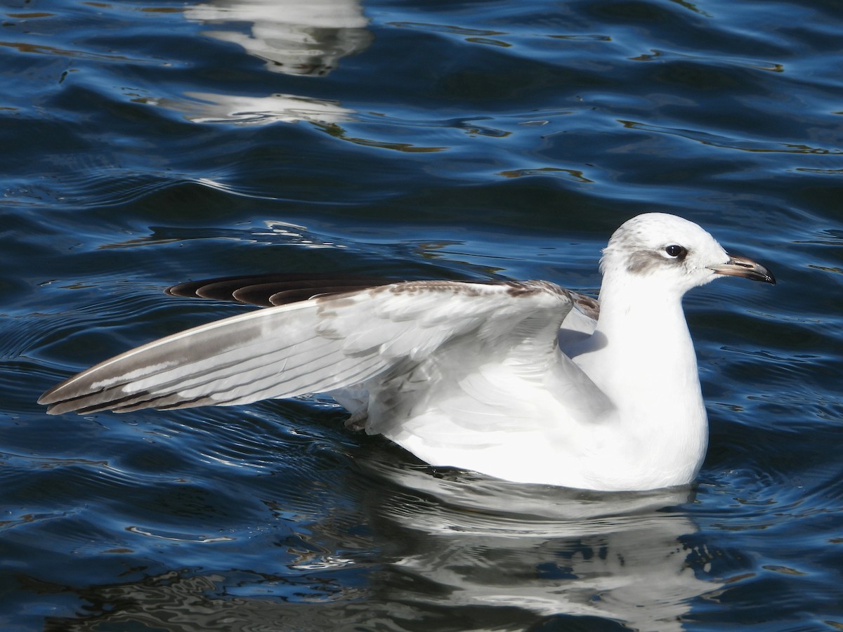 Mediterranean Gull - ML646116689