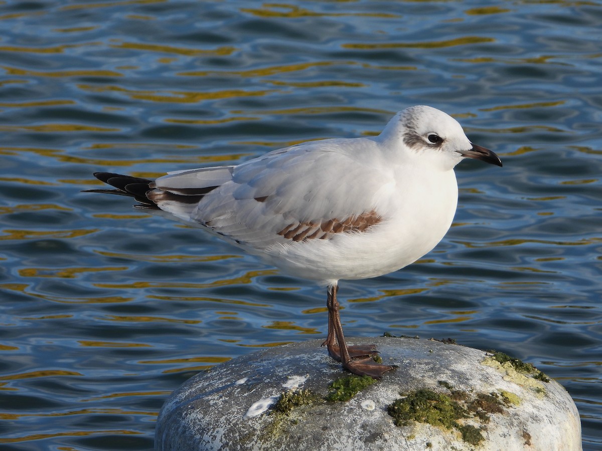 Mediterranean Gull - ML646116690