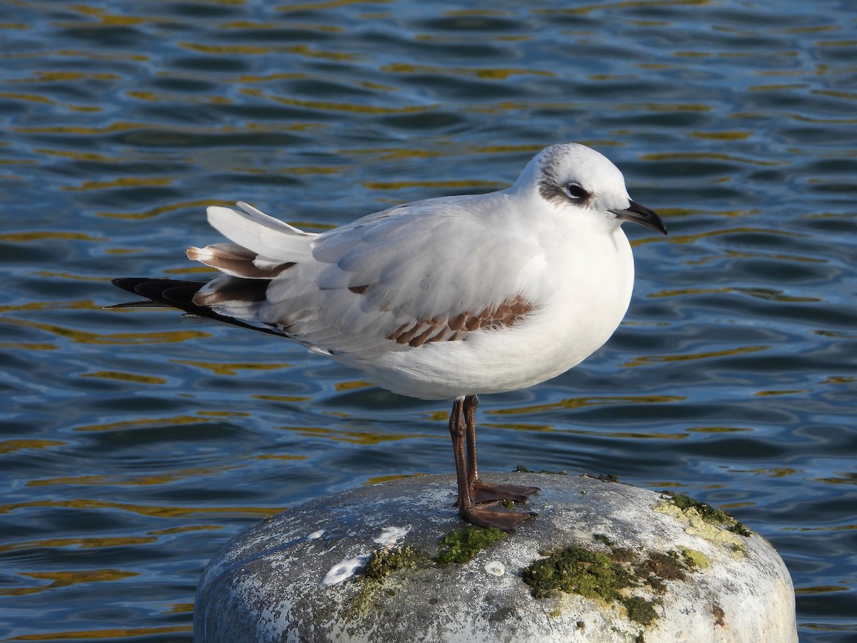 Mediterranean Gull - ML646116691