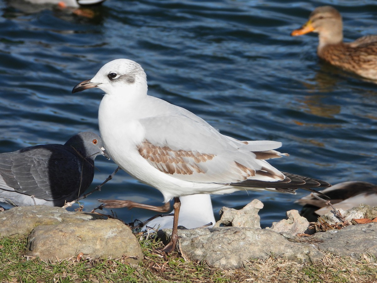 Mediterranean Gull - ML646116692