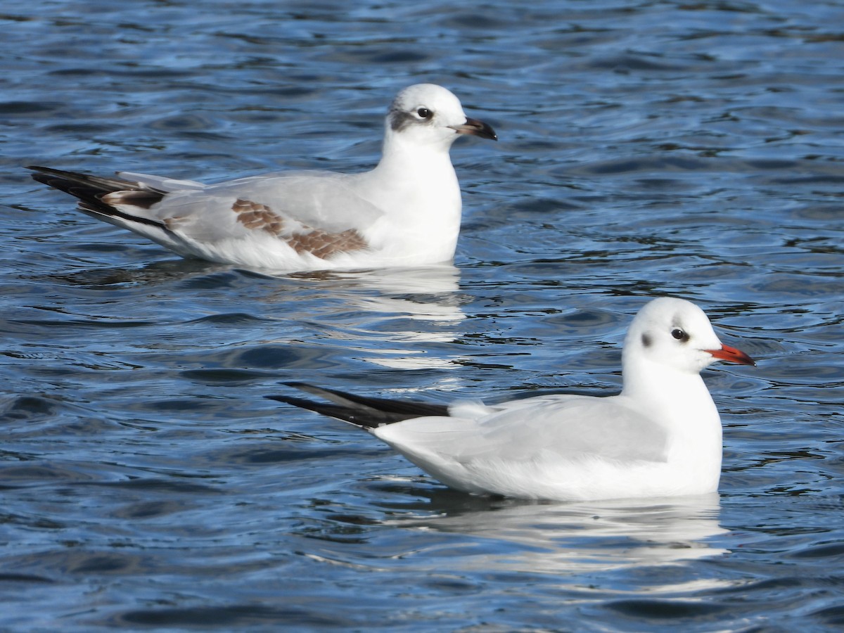 Mediterranean Gull - ML646116693