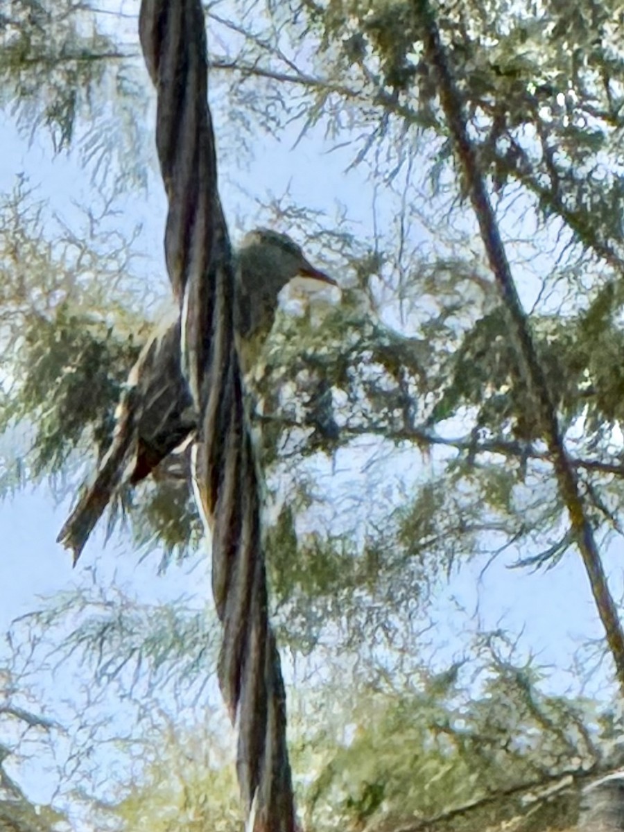 Great Kiskadee - ML646116694