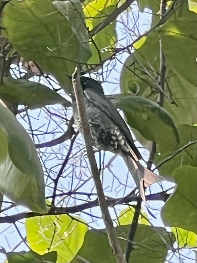 drongo černý - ML646116696