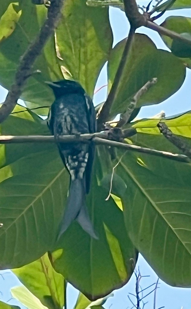 drongo černý - ML646116697